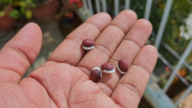 Closeup of male hand checking the quality of raw whole dried brown Hyacinth beans