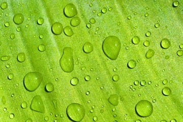 Sunlight Catches Dewdrops on a Delicate Green Leaf : Macro Photography. water drops on green leaf