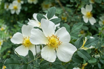 rosehip flowers, late May