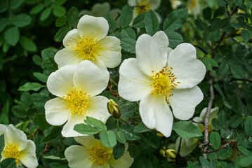 rosehip flowers, late May