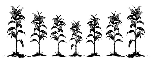 corn plant vector 