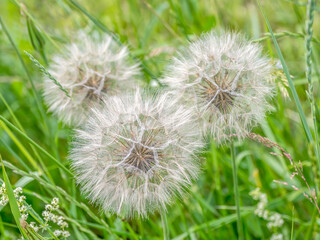 Three dandelion flowers