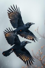 Fototapeta premium Two black birds in flight with wings spread against a blurred background on a cloudy day.
