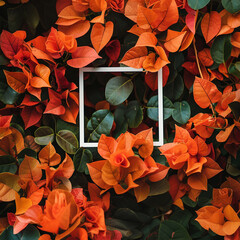 Orange flowers bougainvillea with white square frame copy space 