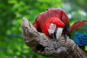 Close up head the red macaw parrot bird in garden