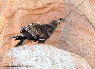 Obraz premium Eastern imperial eagle (lat.- Aquila heliaca)
