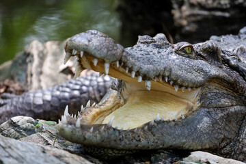 Close up crocodile is action show head in garden