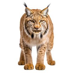 Obraz premium Prächtiger Luchs, freigestellt vor transparentem Hintergrund, Generative AI