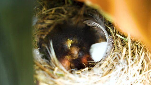 Little Chicks in the Nest