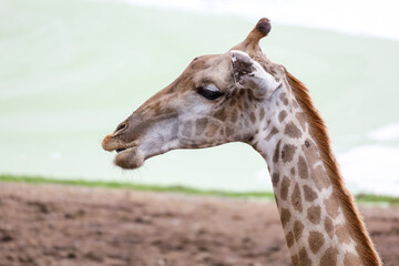 Close up  head giraffe in the garden