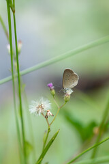 Close up of meadow with butterfly wallpaper, backgrounds or banner, a flower with bokeh or...
