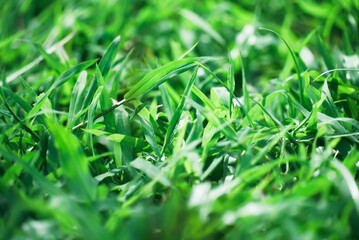 Green grass background texture. Small green leaves texture background. Clean environment. Ornamental plant in the garden. Eco wall. Organic natural background.