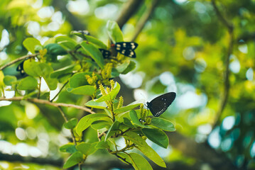Butterfly on a flower on a sunny summer day. Close-up of butterfly pollinating on flower