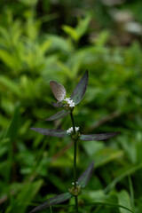 Close up of meadow with butterfly wallpaper, backgrounds or banner, a flower with bokeh or defocused environmental, concept of nature, freshness and purity. Biology and ecology, Insect life.