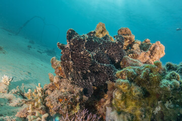 Frogfish swim in the Red Sea, colorful fish, Eilat Israel

