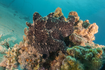 Frogfish swim in the Red Sea, colorful fish, Eilat Israel

