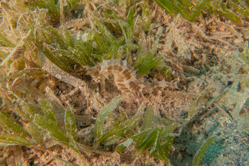 Sea Horse in the Red Sea Colorful and beautiful, Eilat Israel
