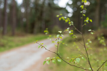 Close-up of fresh green leaves on a branch with a blurred forest path in the background