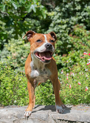 staffordshire bull terrier