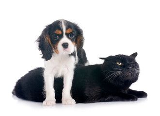 cavalier king charles and cat