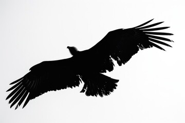 A large black bird flying through the air