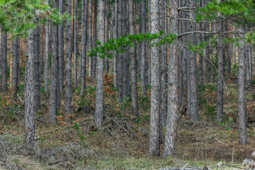 Baumstämme in einem dichten Tannenwald