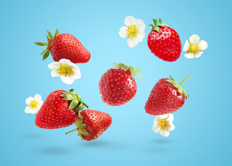 Ripe strawberries and flowers in air on light blue background