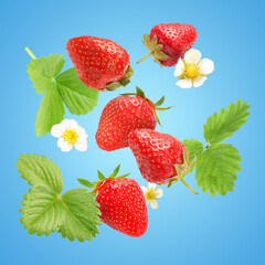 Ripe strawberries and flowers in air on light blue background
