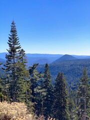 pine forest in mountains