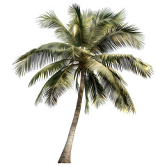 Tropical Isolated Palm Tree on White Background - Exotic Plant