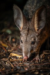 A close-up image of a small animal sitting or lying on the ground