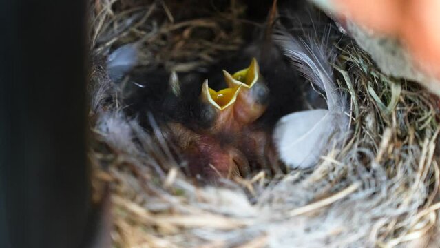 Little Chicks in the Nest