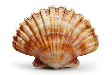 Scallop shell isolated on white background, front view