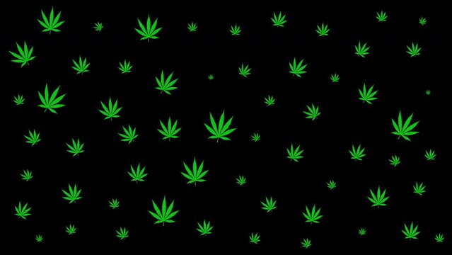 Cannabis Leaves Pattern. Marijuana leaf pulsating, cannabis leaves on a black background. Perfect for projects related to wellness, nature, and alternative lifestyles