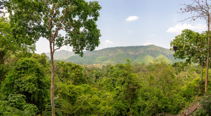 Obraz premium Green trees in a tropical park as a background