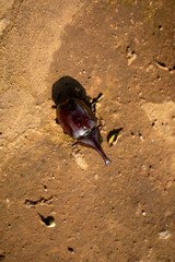 Enigmatic Rhinoceros Beetle in Its Natural Terrain: A Detailed Portrait in Earthy Hues