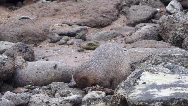 Grey mongooses (Urva edwardsii) in Hormuz Island, Erosed volcanic rock on the shore of the Strait of Hormuz. Iran