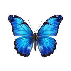 Fototapeta premium blue butterfly isolated on white background