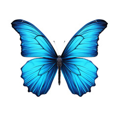 Fototapeta premium butterfly isolated on white