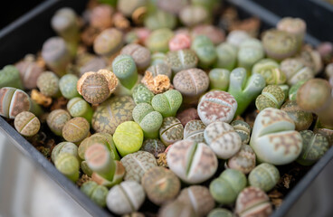 Lithops planting in a pot. Lithops is interesting plants from southern Africa and become popular with growers of succulents and unusual plants.