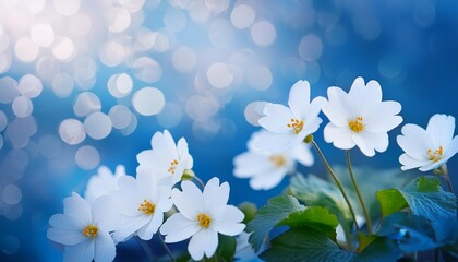 Spring forest white flowers primroses on a beautiful blue background macro. Blurred gentle sky-blue background. Floral nature background, free space for text. Romantic soft gentle artistic image.
