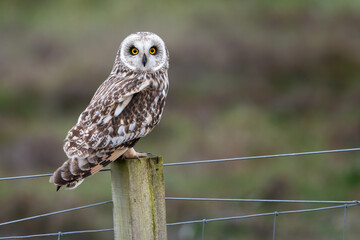 Short-eared owl (Asio flammeus) sitting on a fence post, North Uist, Outer Hebrides, Scotland