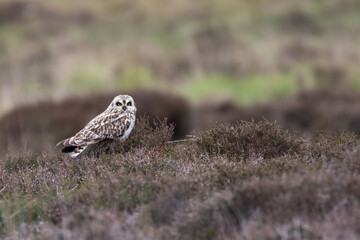 Short-eared owl (Asio flammeus) sits on the moorland, North Uist, Outer Hebrides, Scotland