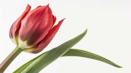 Naklejka premium A close-up of a red tulip bud just beginning to bloom, with delicate petals unfolding against a white background