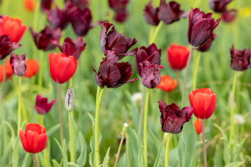 Fototapeta premium Close view of red tulips on a field