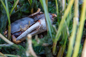 Fish farm located in a marsh on the European Atlantic coast where crabs and opportunistic scavenger birds can be seen.