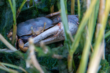 Fish farm located in a marsh on the European Atlantic coast where crabs and opportunistic scavenger birds can be seen.