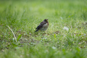 A blackbird chick is standing on the ground among the trees and grass