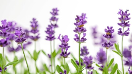 A cluster of lavender flowers with vibrant green stems and leaves, sharply contrasting with a white background