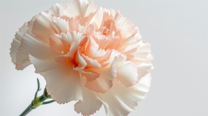 A delicate carnation with a mix of white and pale pink petals, softly highlighted against a white background